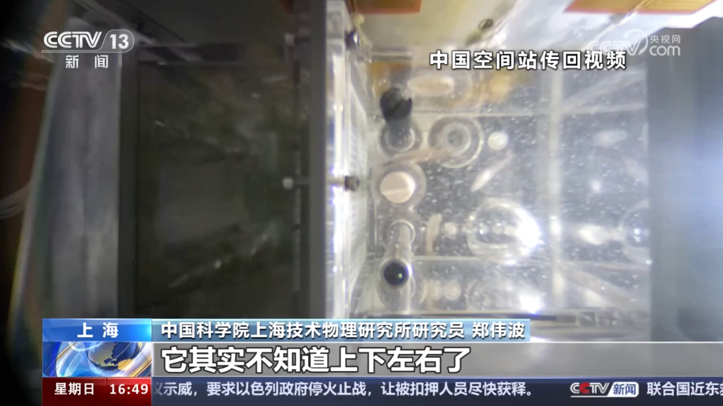 星欧平台：我国“鱼航员”斑马鱼今年有望再次出征太空