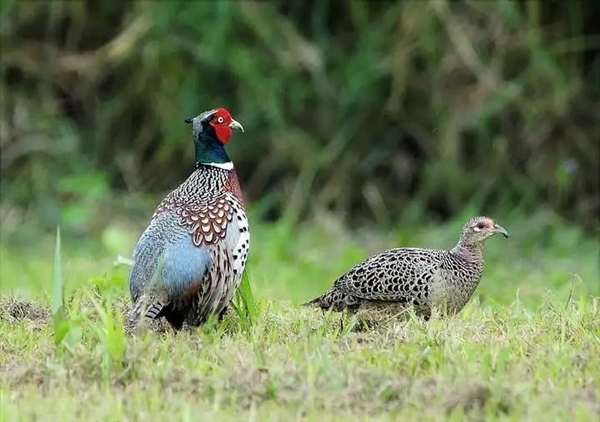 星欧娱乐注册：为什么现在地里的野鸡越来越多了：古人咋没将它们驯化呢