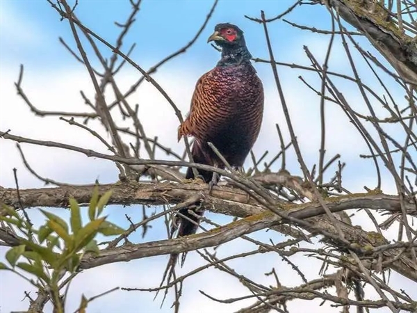 星欧娱乐注册：为什么现在地里的野鸡越来越多了：古人咋没将它们驯化呢