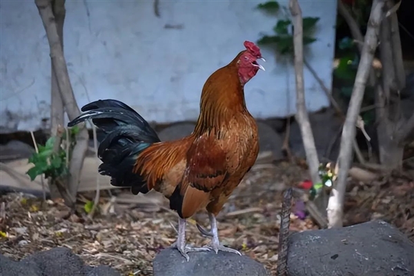 星欧娱乐注册：为什么现在地里的野鸡越来越多了：古人咋没将它们驯化呢